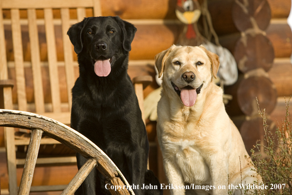 Black and Yellow Labrador Retrievers