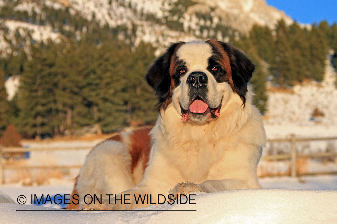 St. Bernard in field.