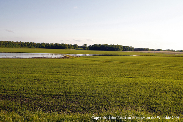 Wetlands near crop fields