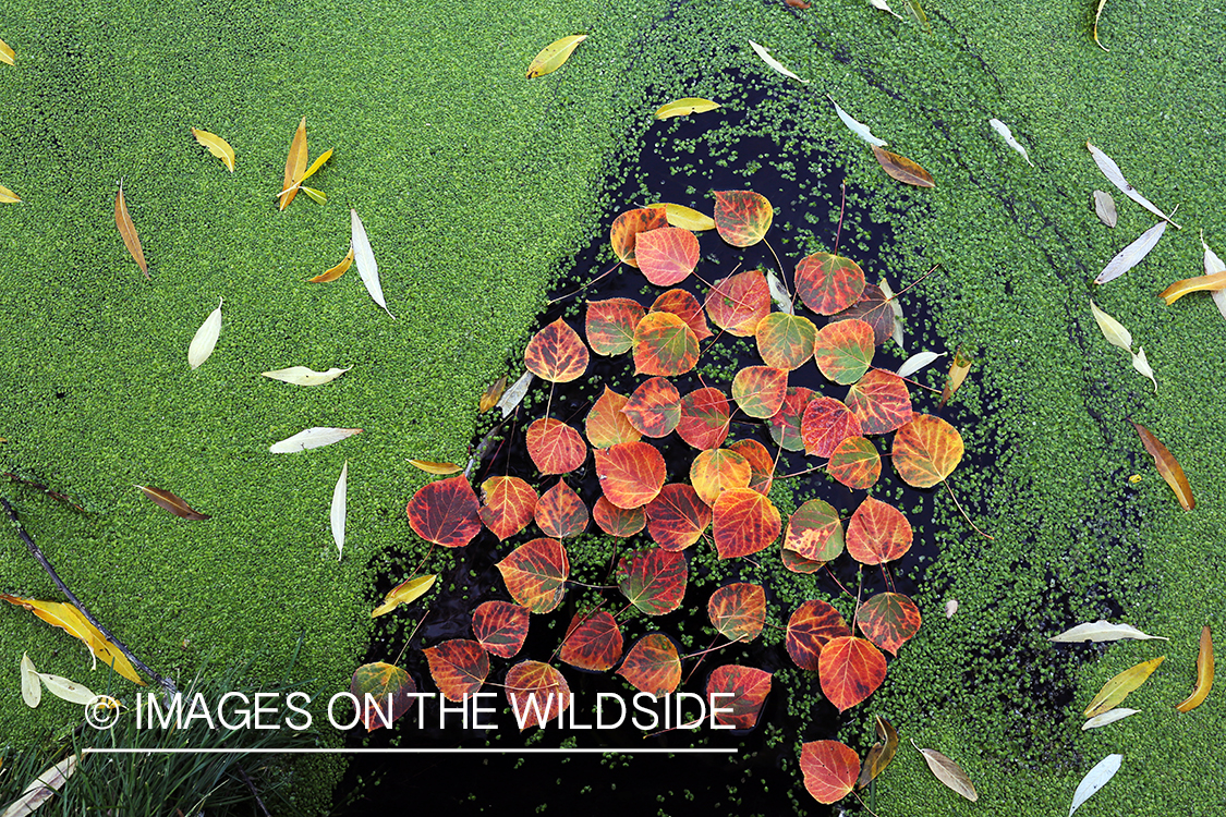 Aspen leaves and duckweed on pond.