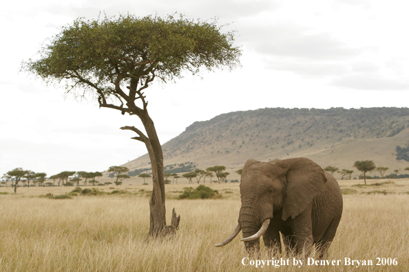 African Elephant