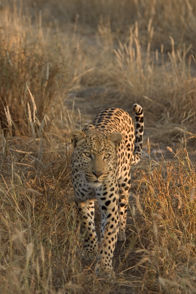 Leopard in habitat. Africa