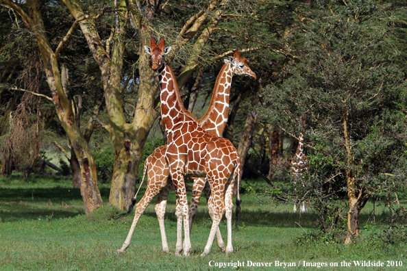 Reticulated Giraffe 