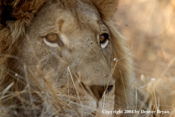 Male African lion in habitat (closeup). Africa