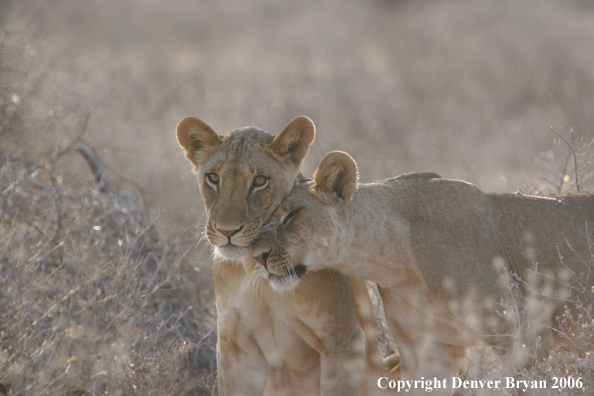 African lionesses 