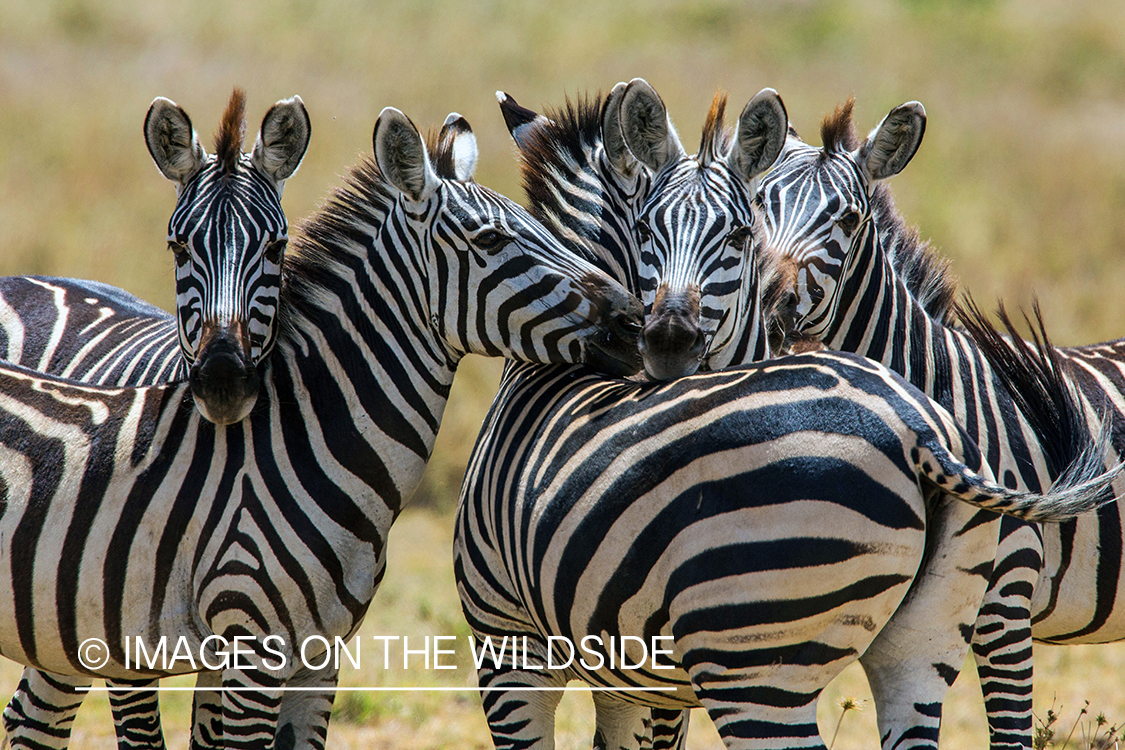 Herd of Zebra in habitat.