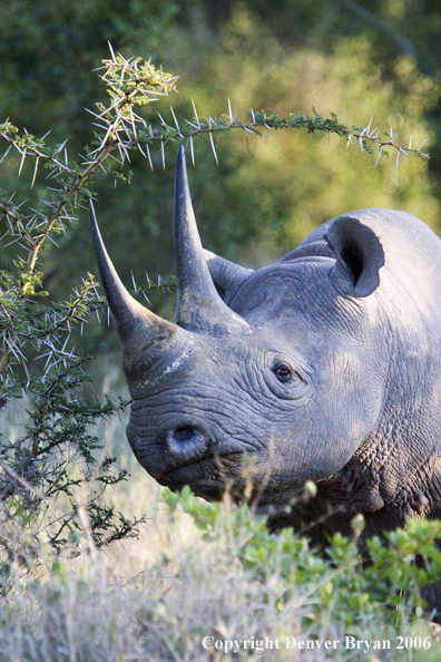 Black rhino in Africa.