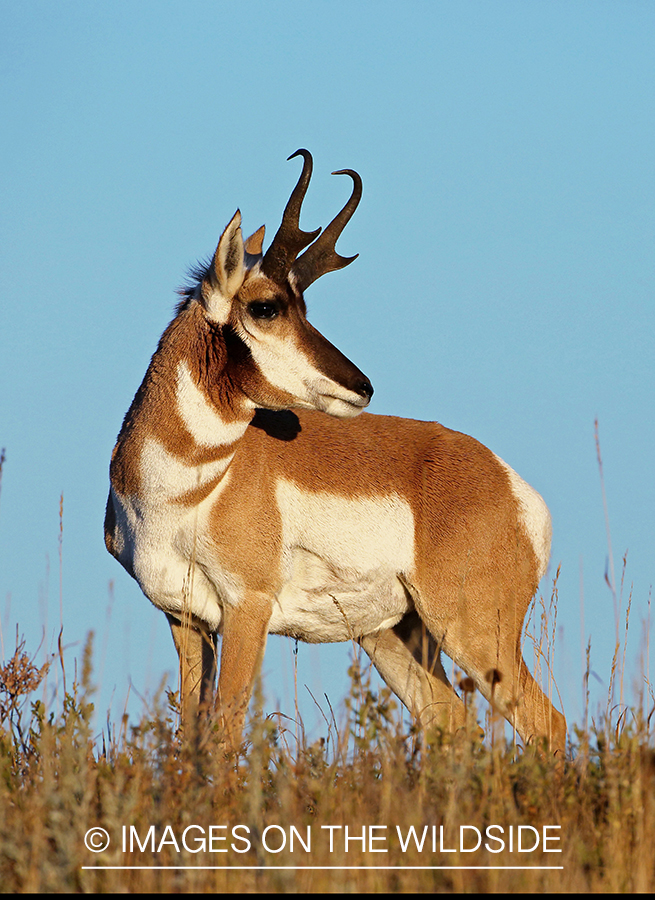 Pronghorn Antelope in habitat. 