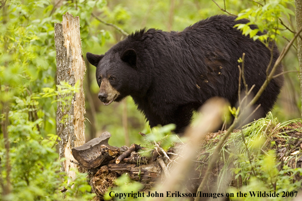 Black bear in habitat