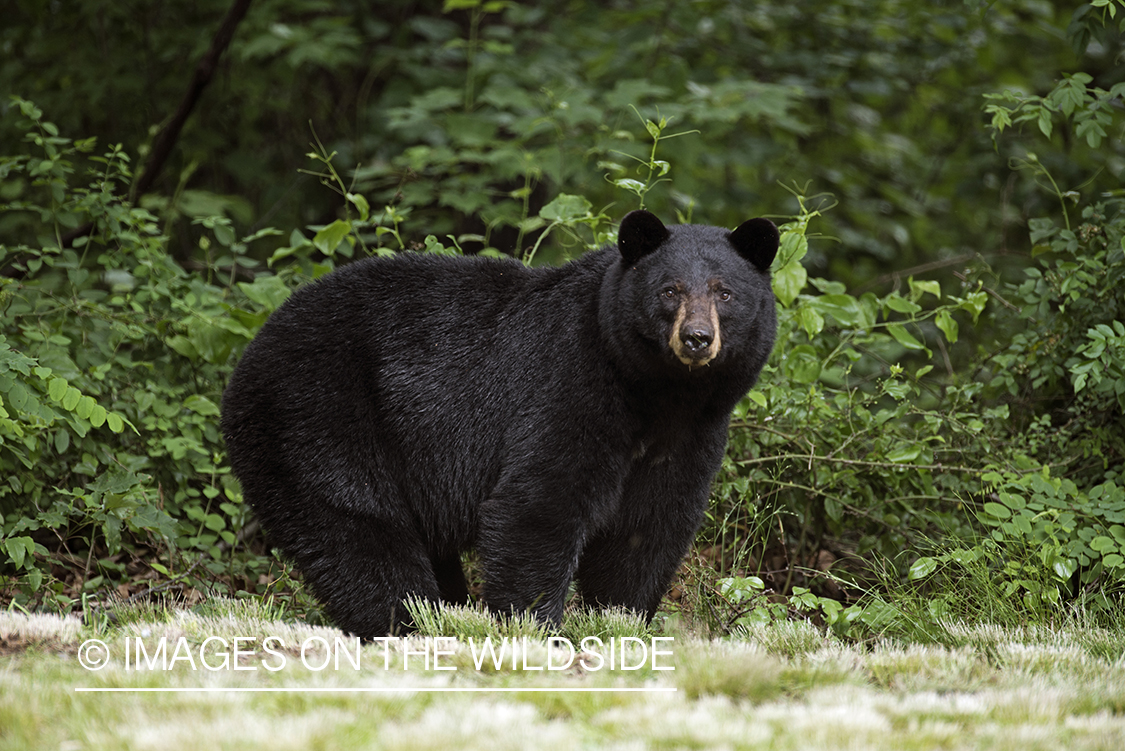 Black Bear in habitat. 