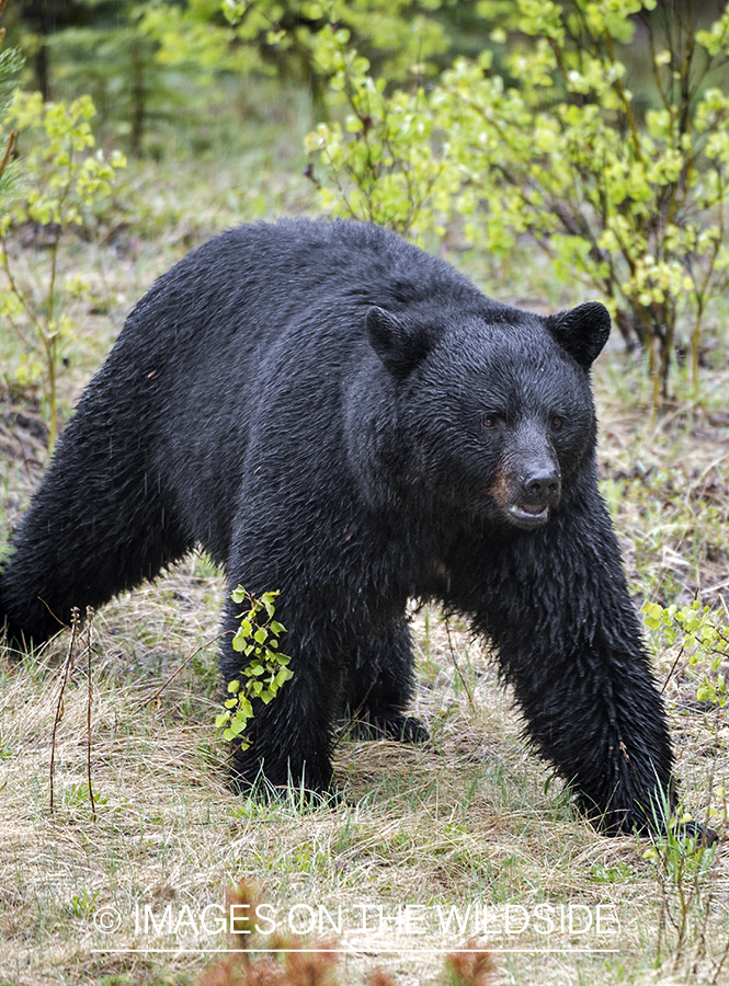 Black bear in habitat.