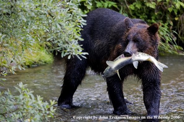 Brown bear in river with salmon.