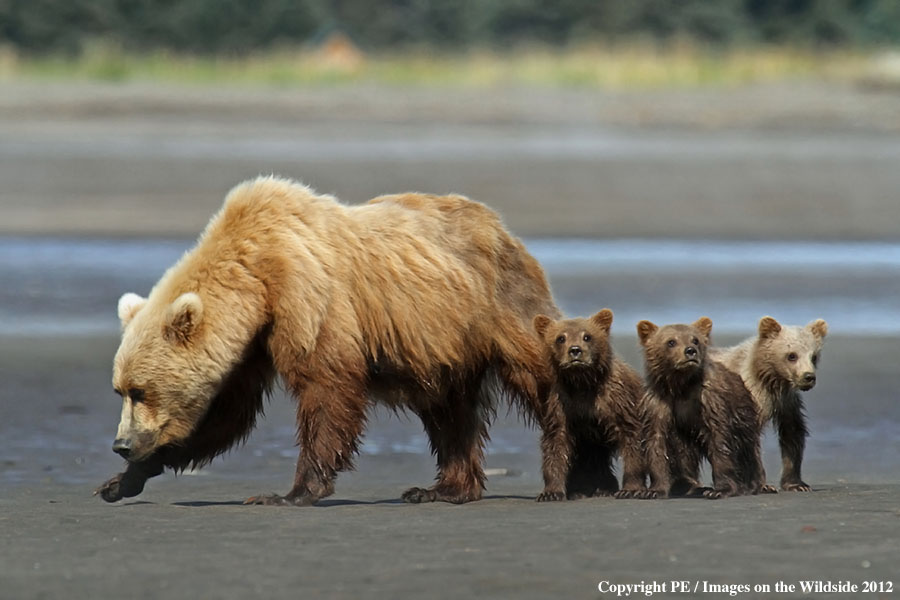 Brown Bear with cubs.