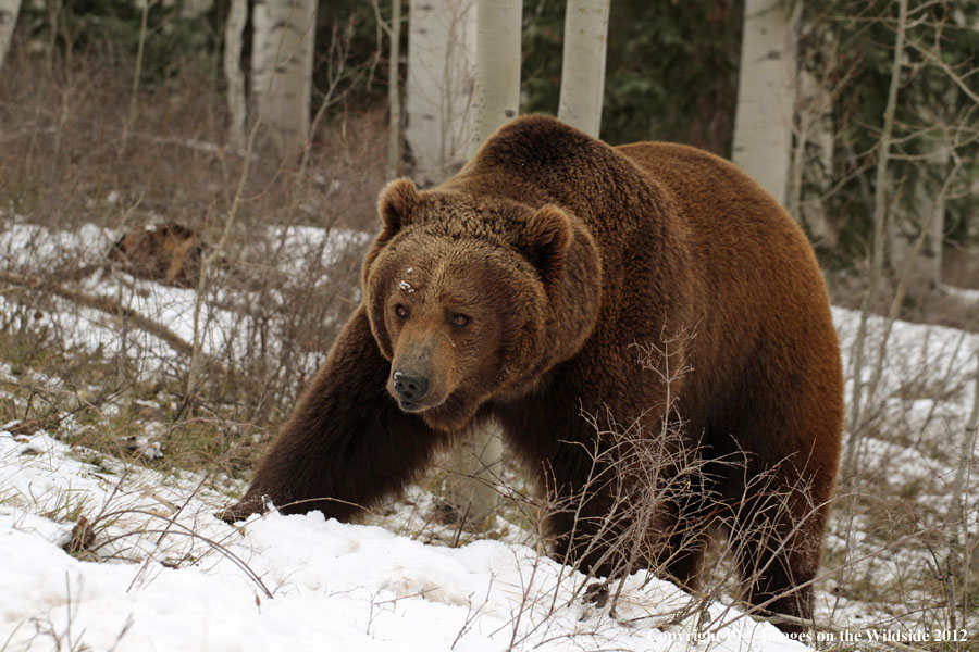 Grizzly Bear in habitat.