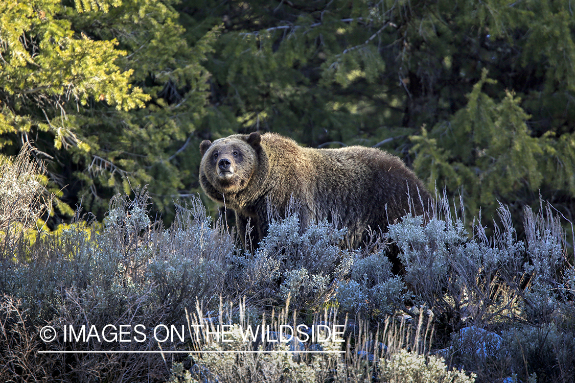 Grizzly Bear in habitat.