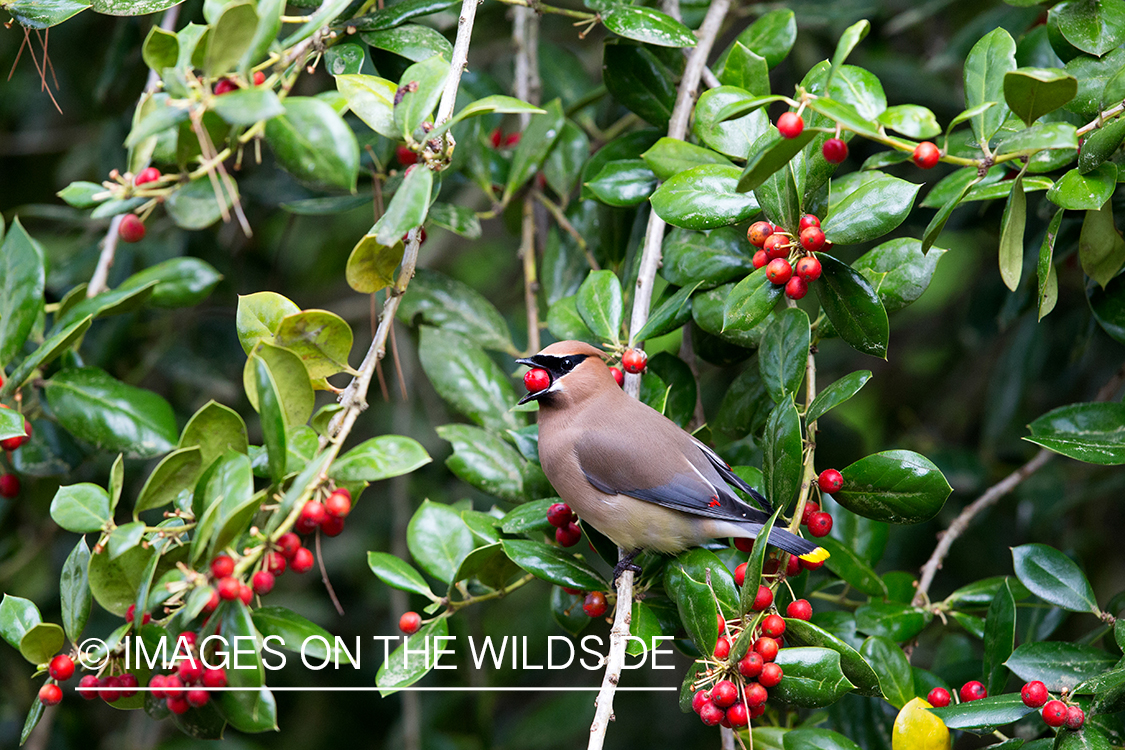 Cedar waxwing eating berry. 