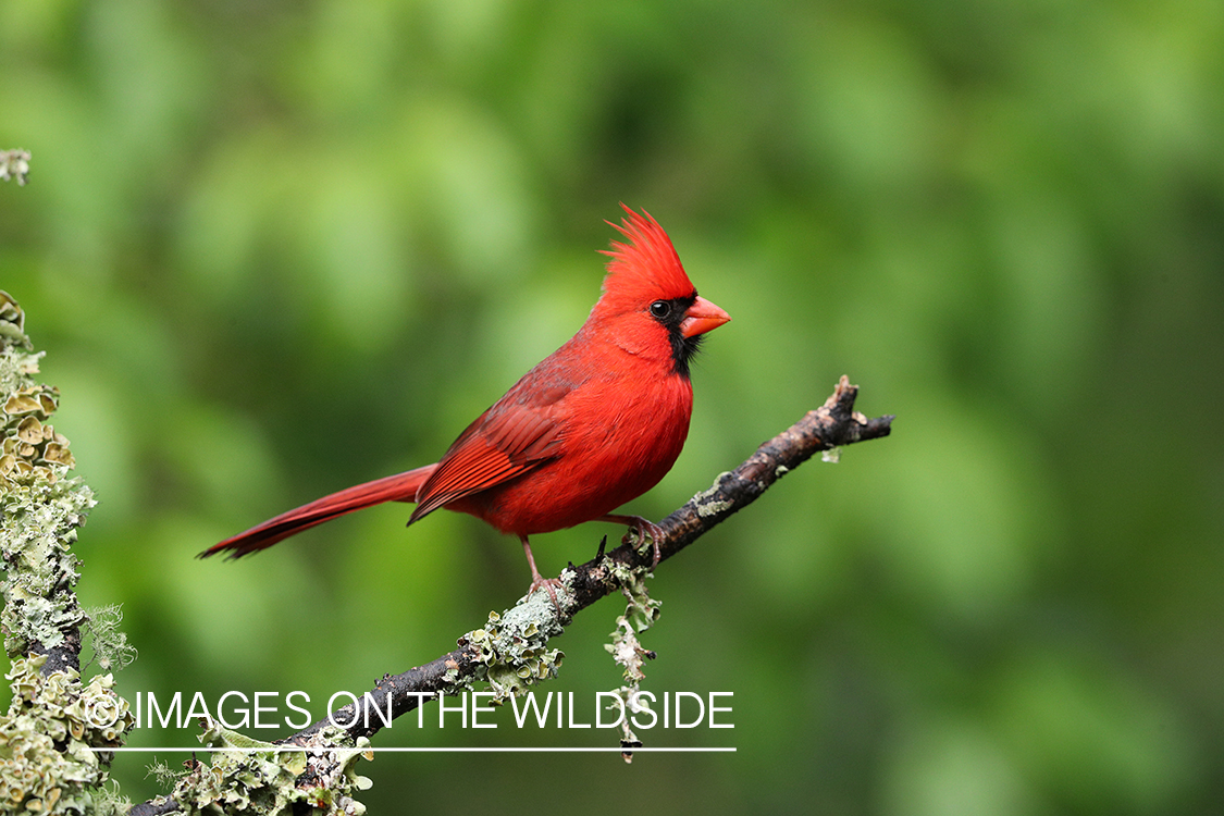 Northern cardinal in habitat.