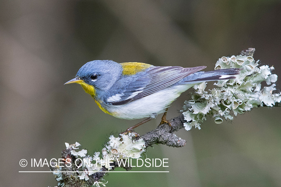 Northern Parula on branch.