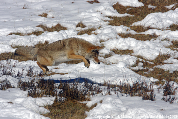 Coyote Leaping