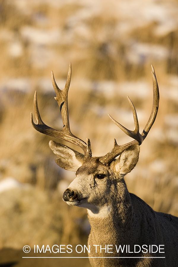 Mule deer in habitat.