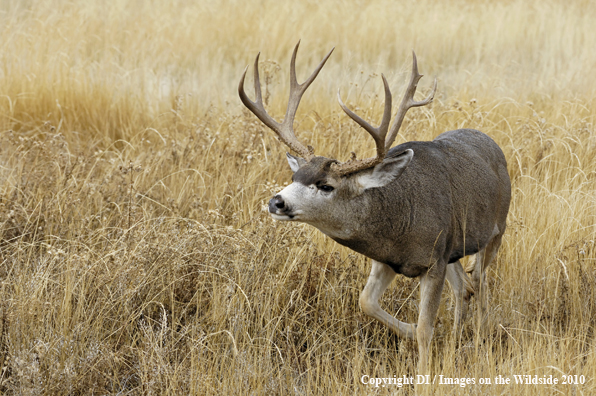 Mule deer in habitat