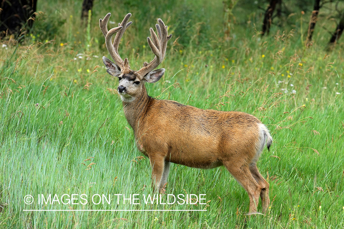 Mule deer buck in habitat. 