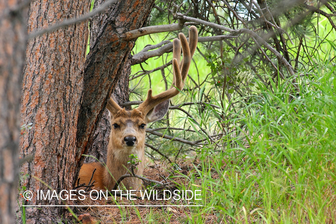 Mule deer buck in habitat. 