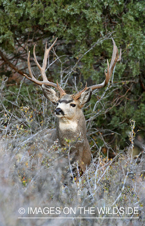 Mule Deer buck in habitat.