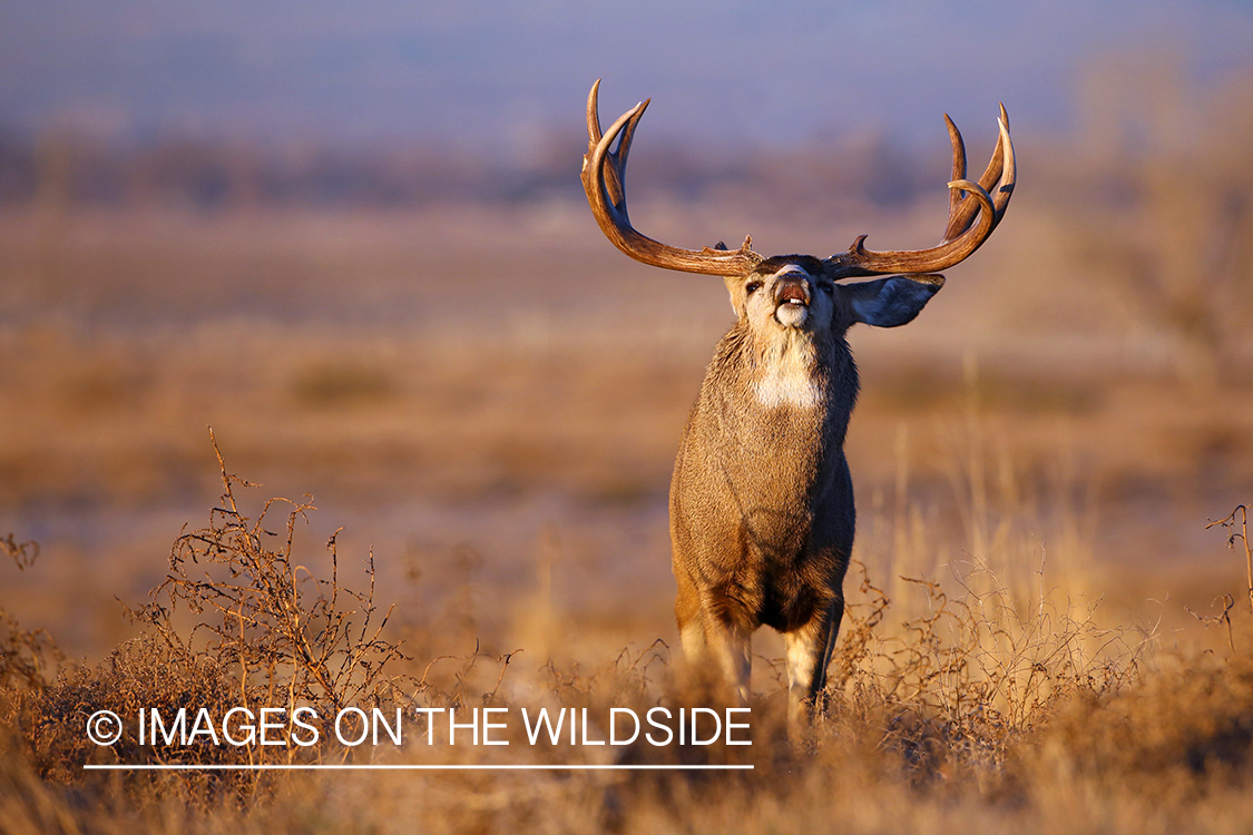 Mule deer buck lip curling.