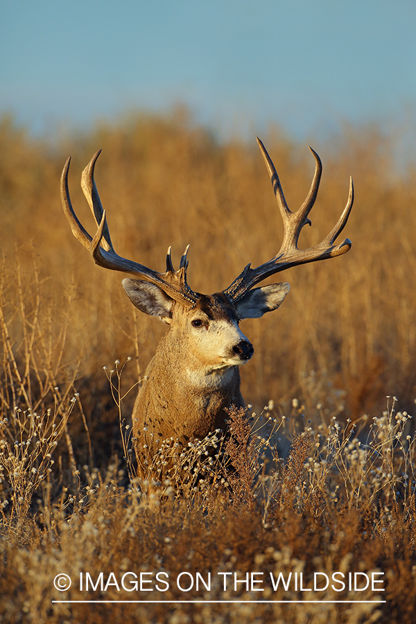 Mule deer buck in habitat. 