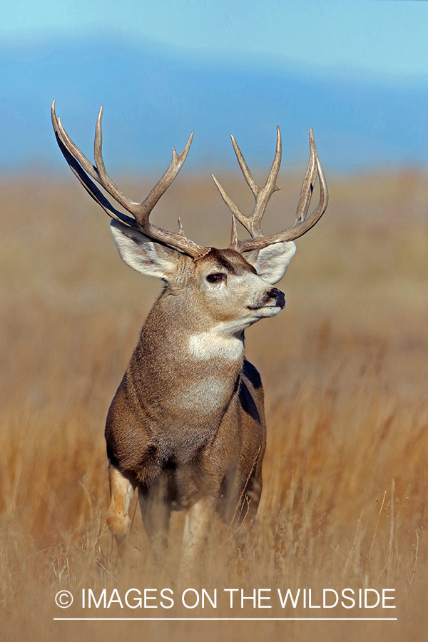 Mule deer buck in field.