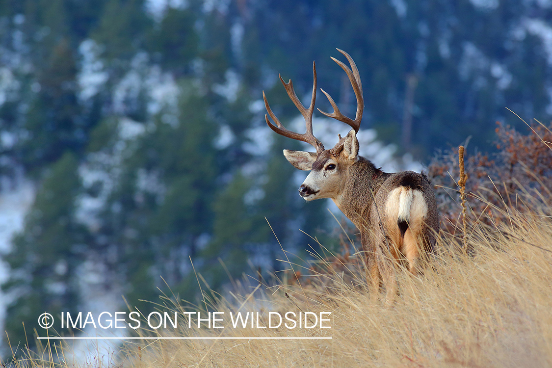 Mule deer buck in field.