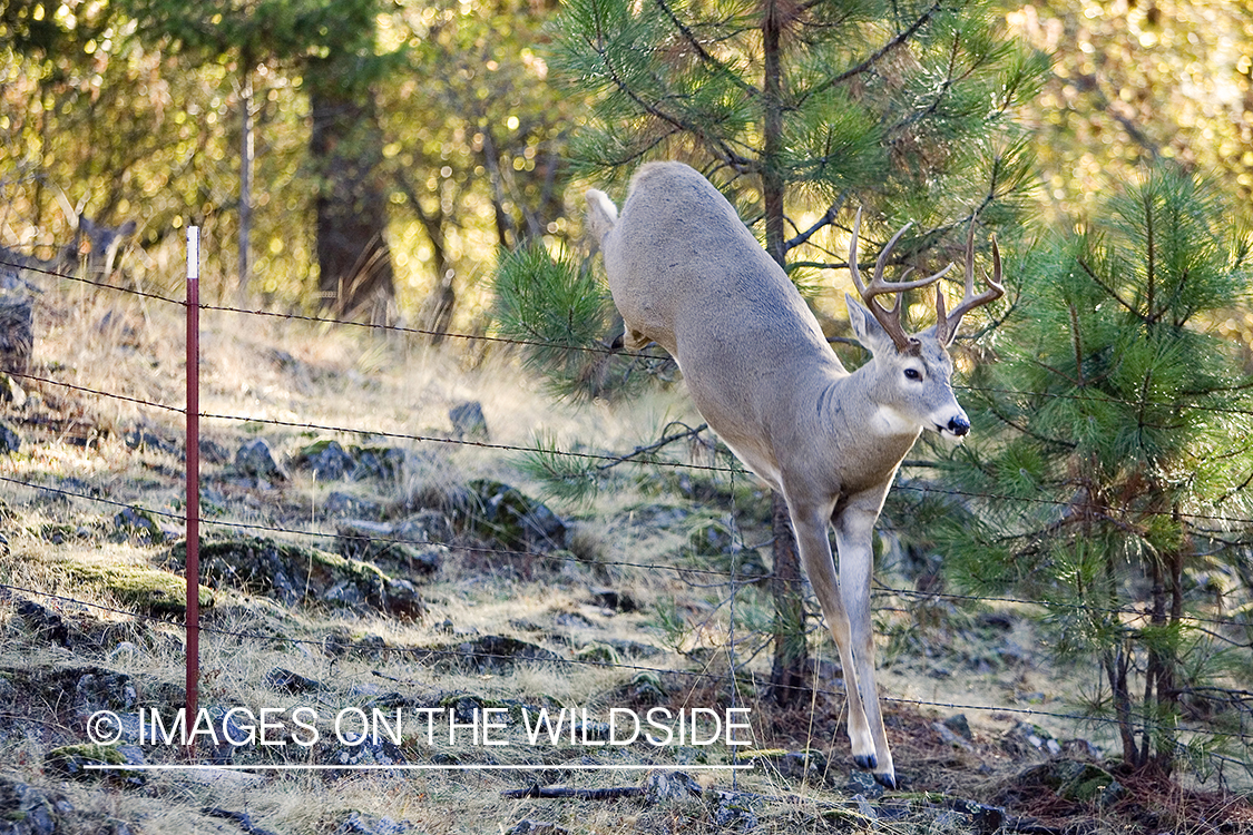 White-tailed deer jumping fence