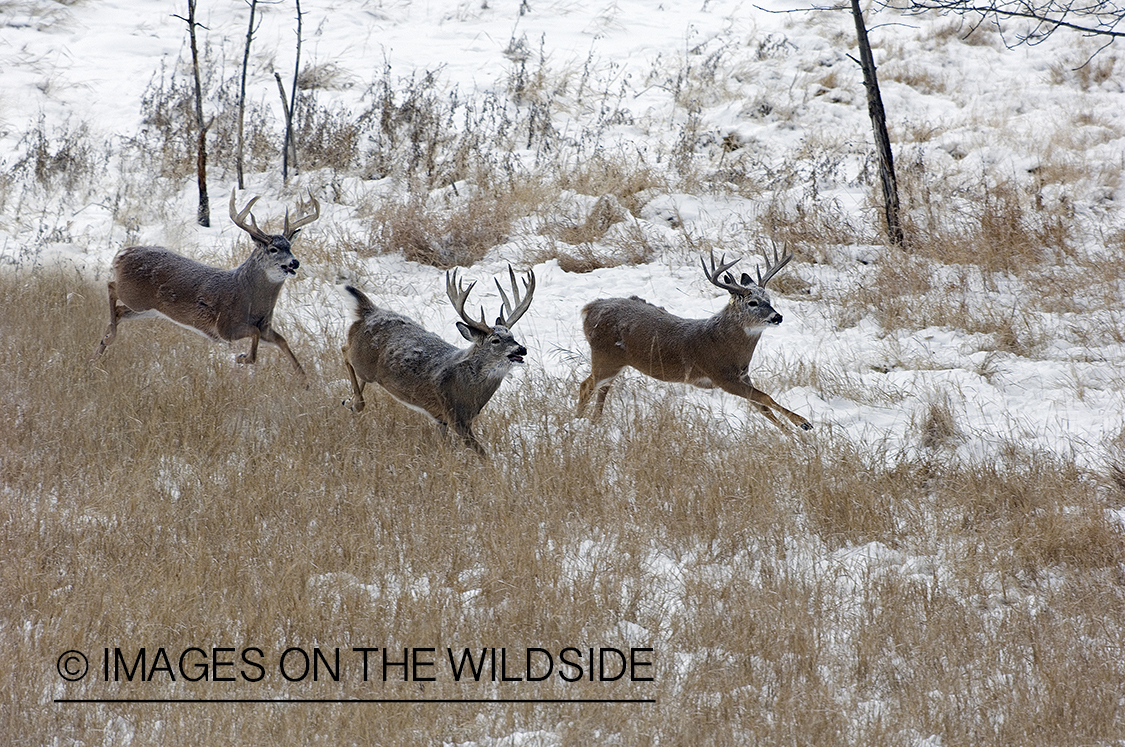 Whitetail Bucks in Field