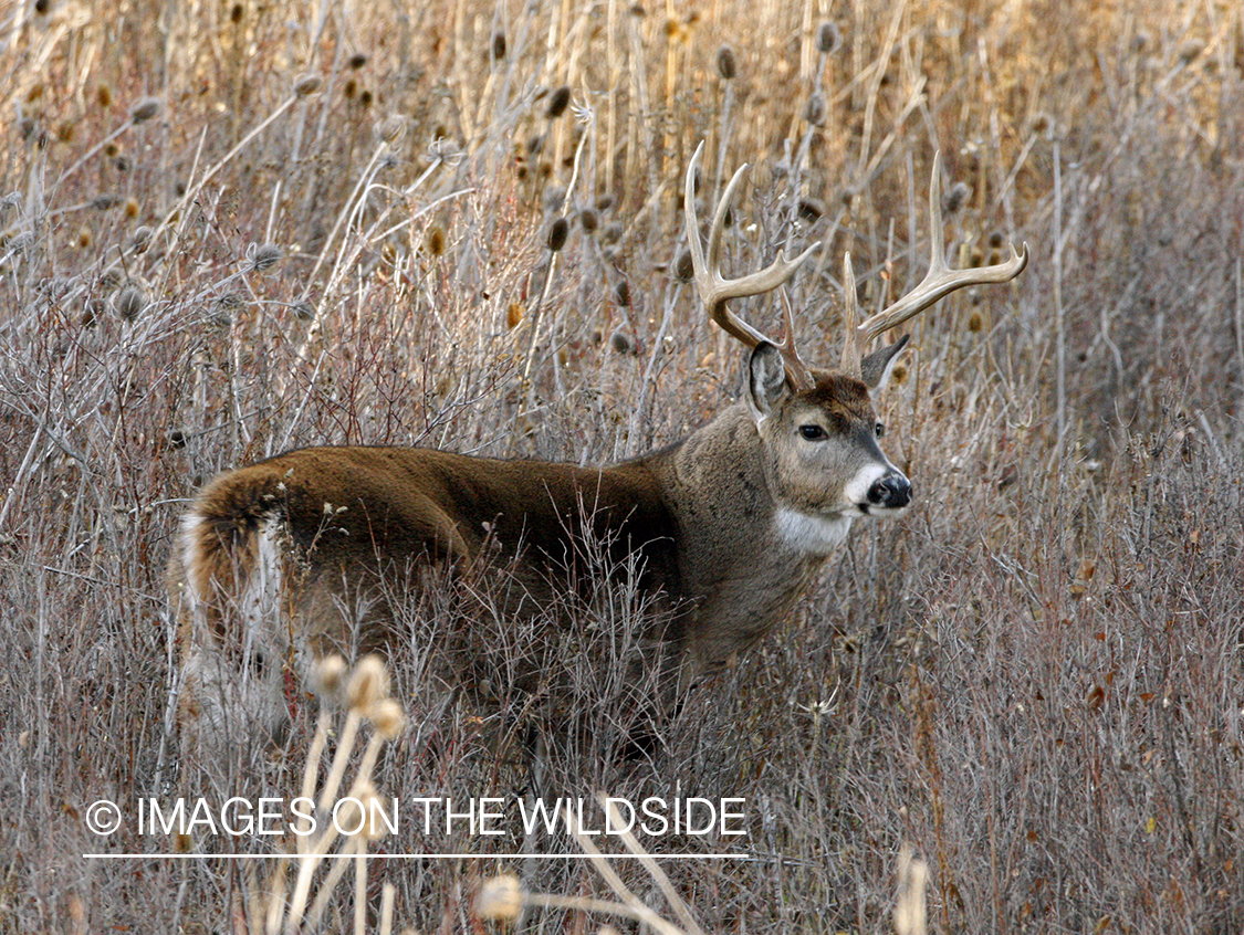 Whitetail Buck