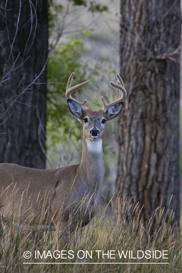 Whitetail Buck in velvet