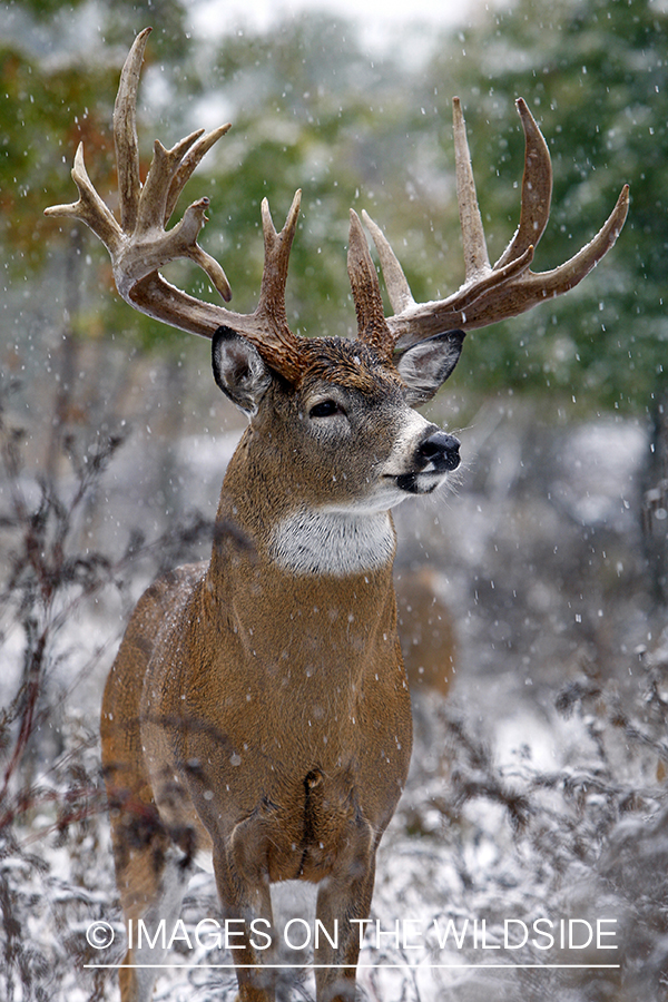 Whitetail buck in habitat