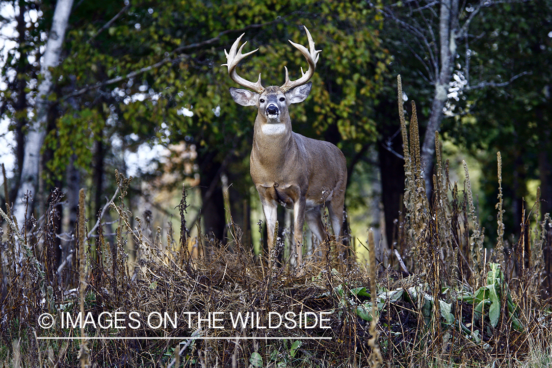 Whitetail buck in habitat