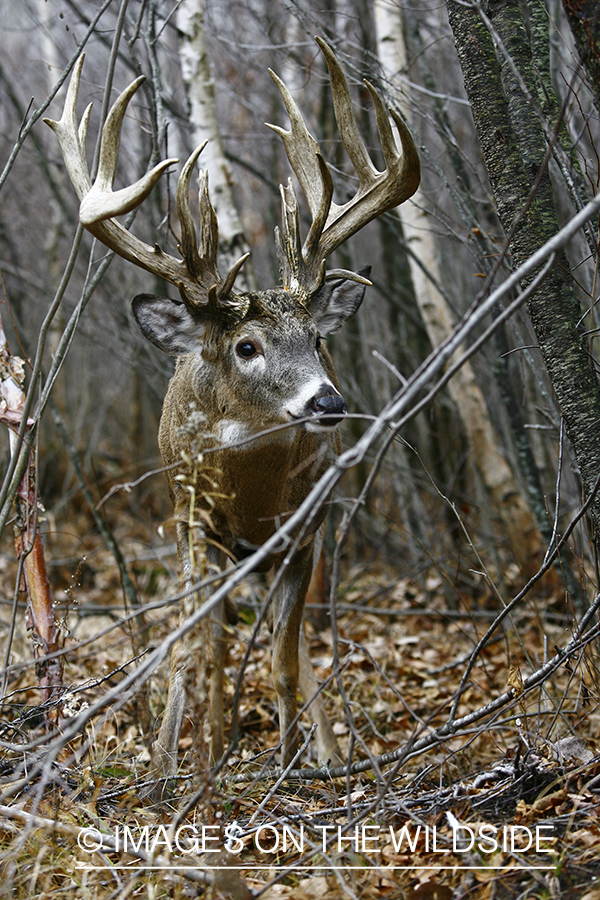 Whitetail buck in habitat.