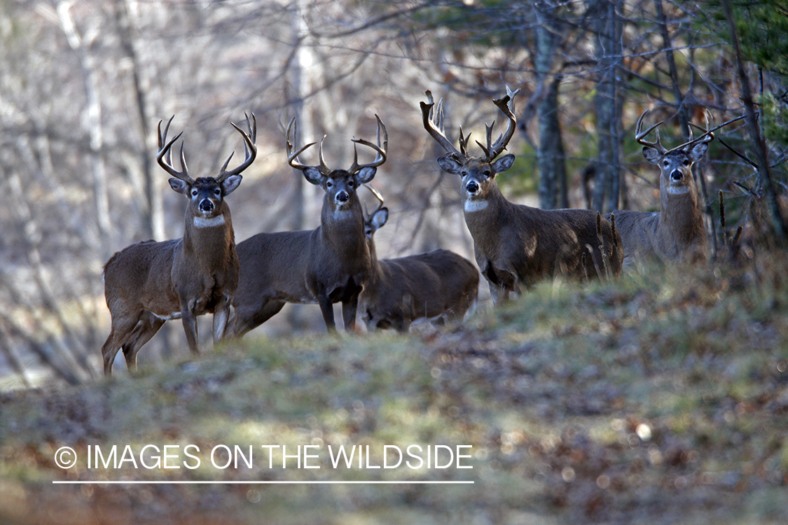 Whitetail bucks in habitat.