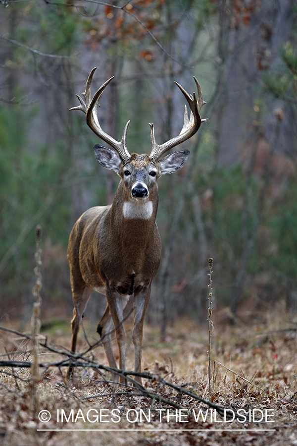 Whitetail buck in habitat.