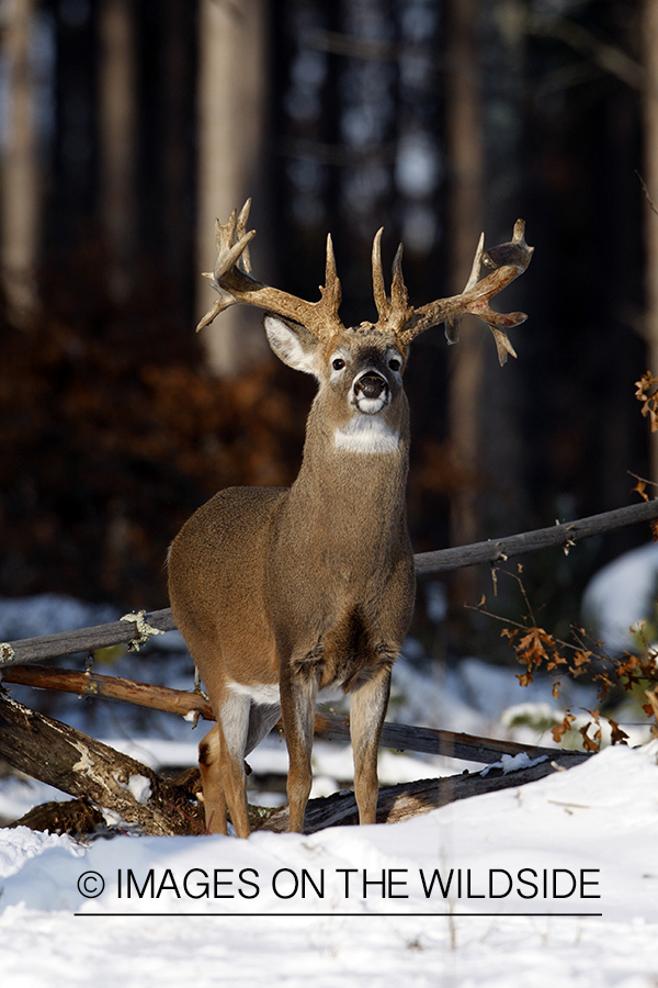 White-tailed buck in habitat.