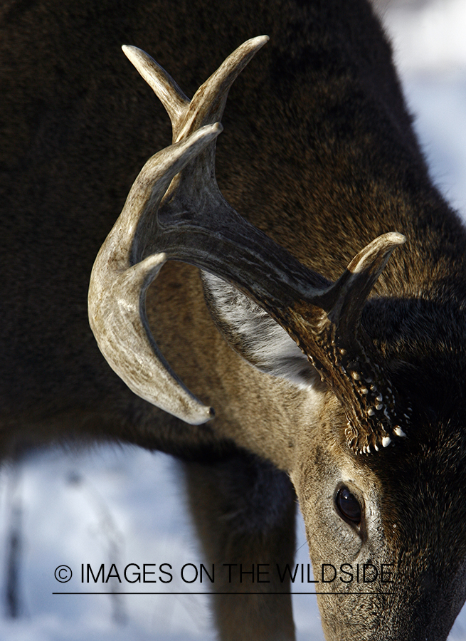 Whitetail in habitat