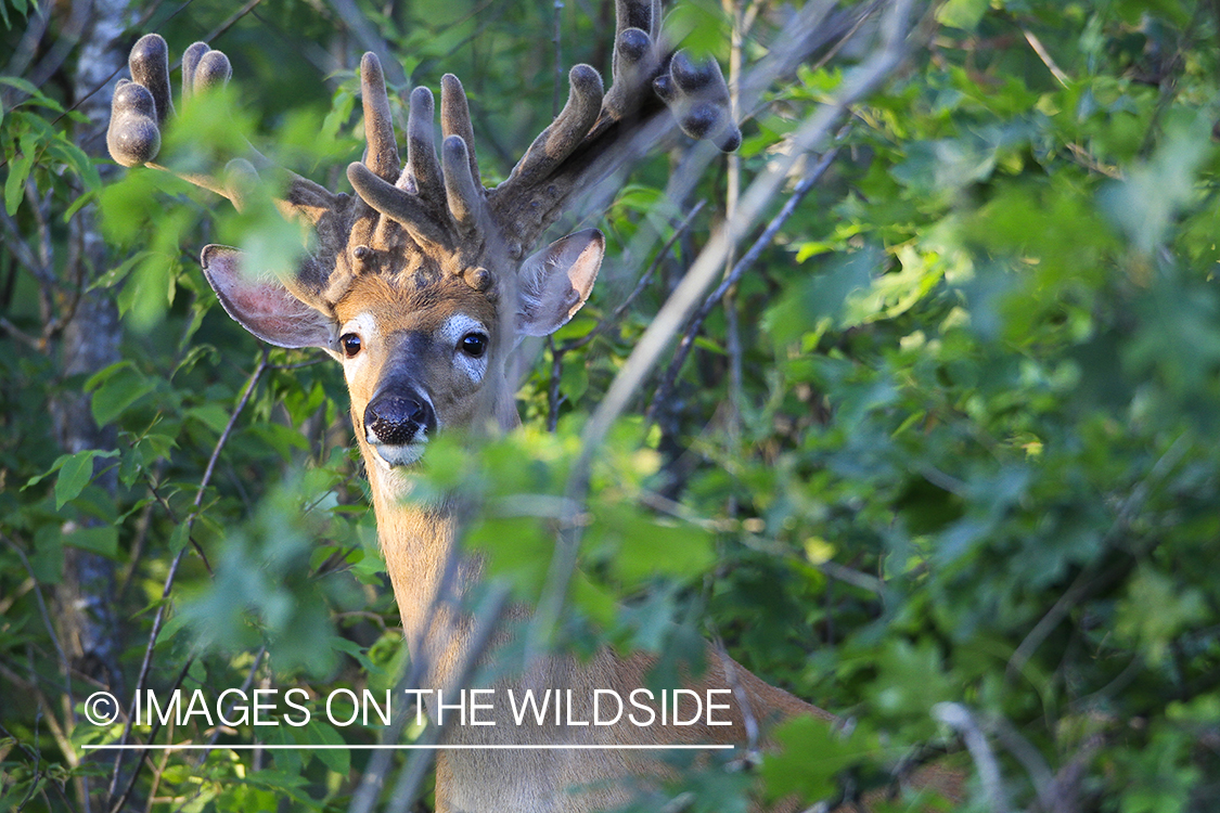 Summer Deer in Velvet