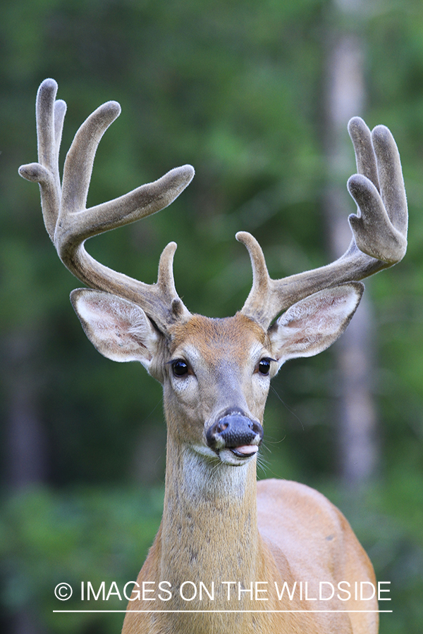 White-tailed deer in velvet