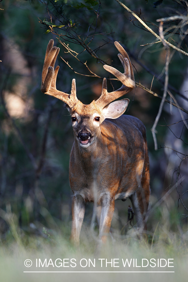 White-tailed buck in velvet 