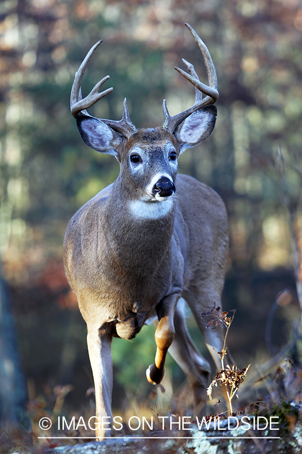 White-tailed buck in habitat. *