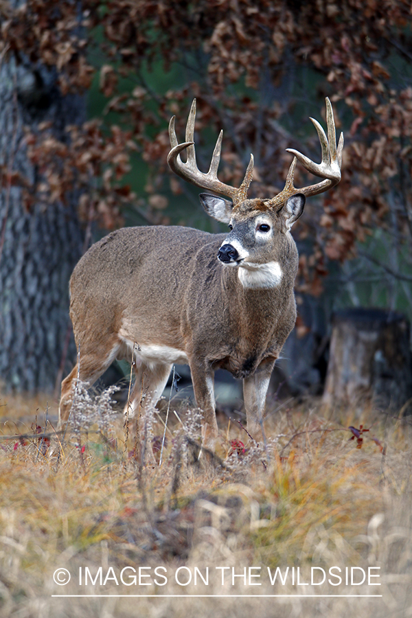 White-tailed buck in habitat. *