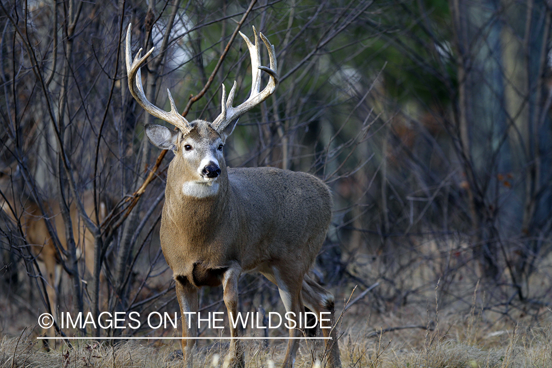 White-tailed buck in habitat. *