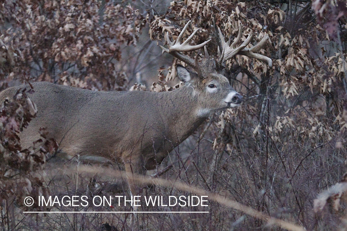 White-tailed buck in habitat.